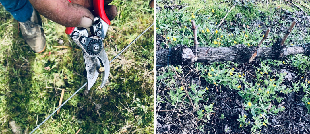 The pruning of the vineyard