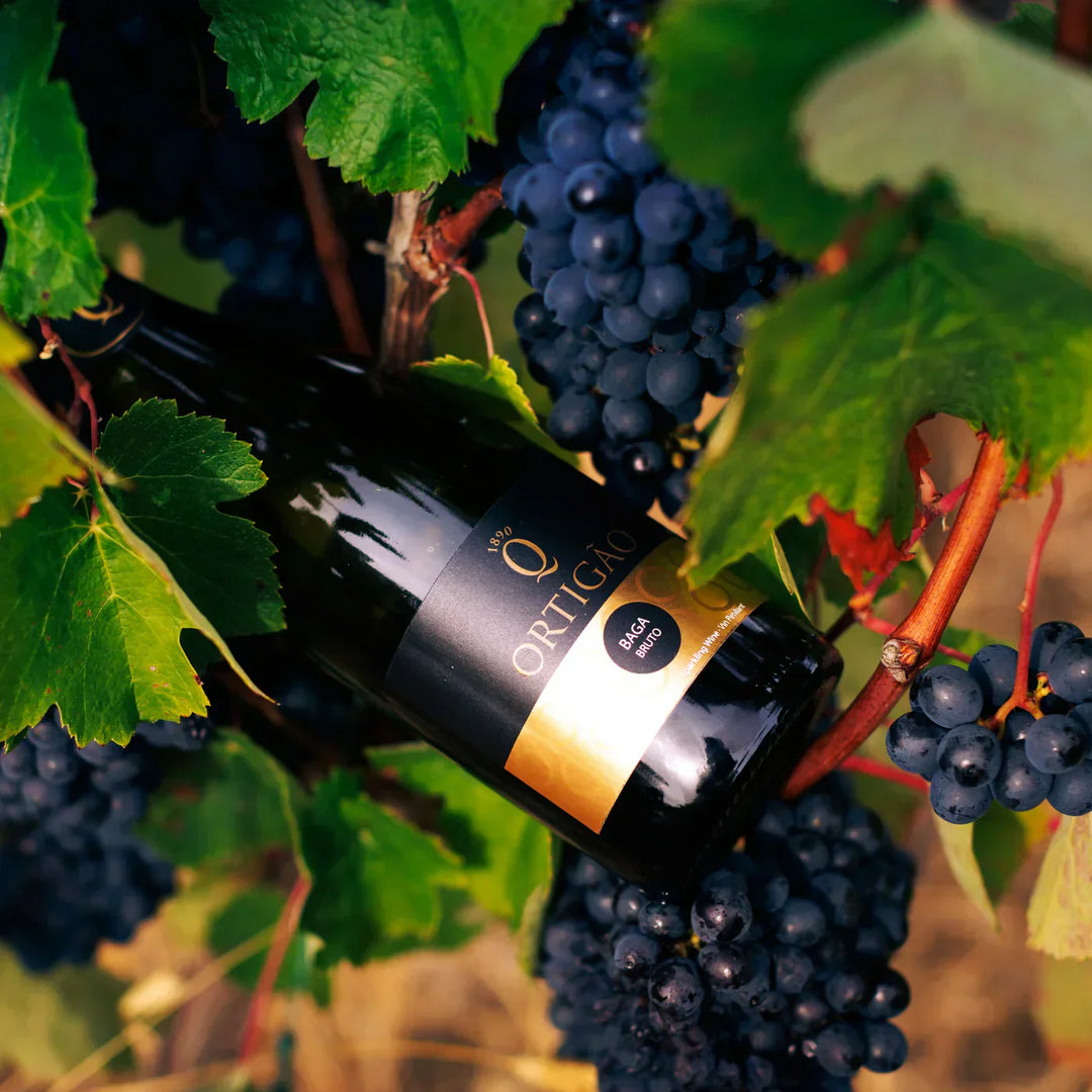 Discovering Baga grape variety