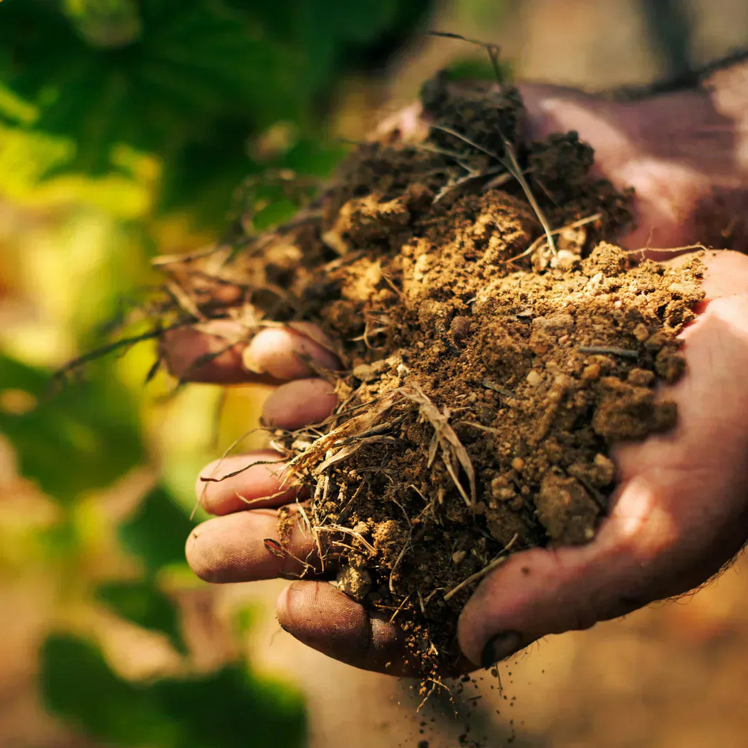 Bairrada: Wines, Terroir, and Tradition