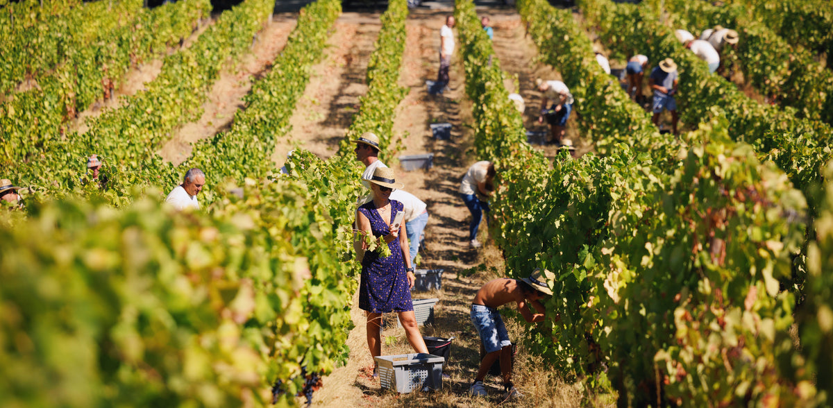 Quinta da Pacheca Experiences – Pacheca Group